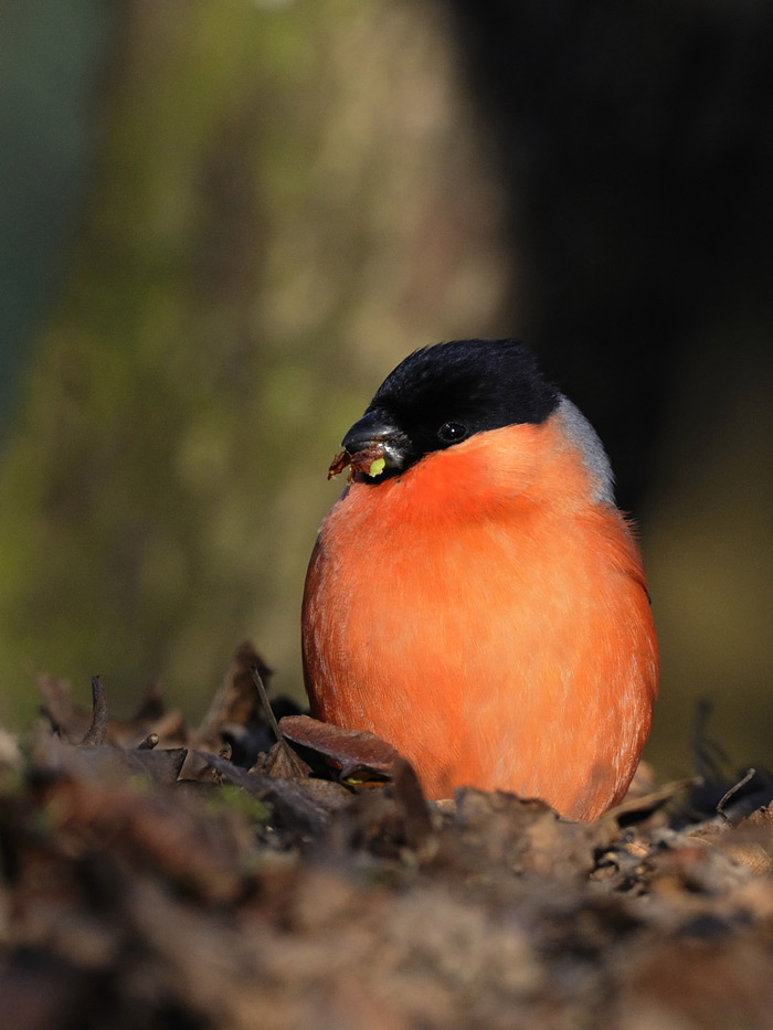 Im tiefen, tiefen Wald