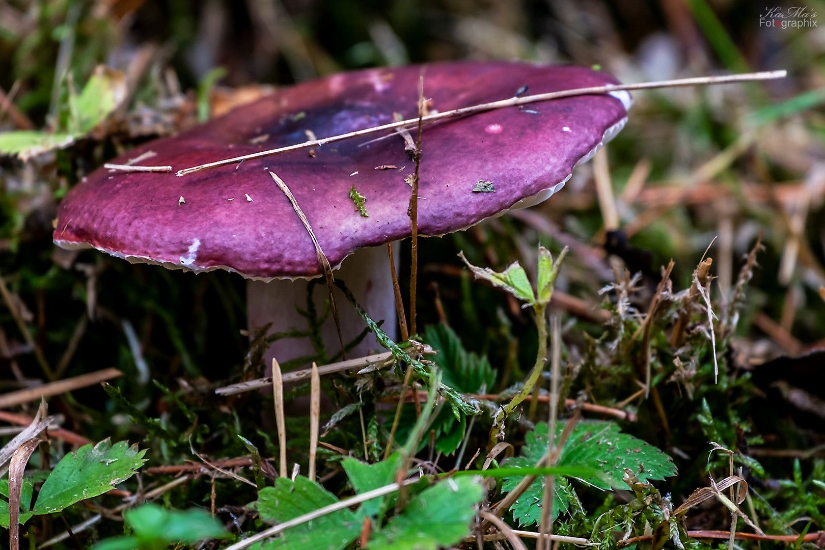 Im tiefen Wald