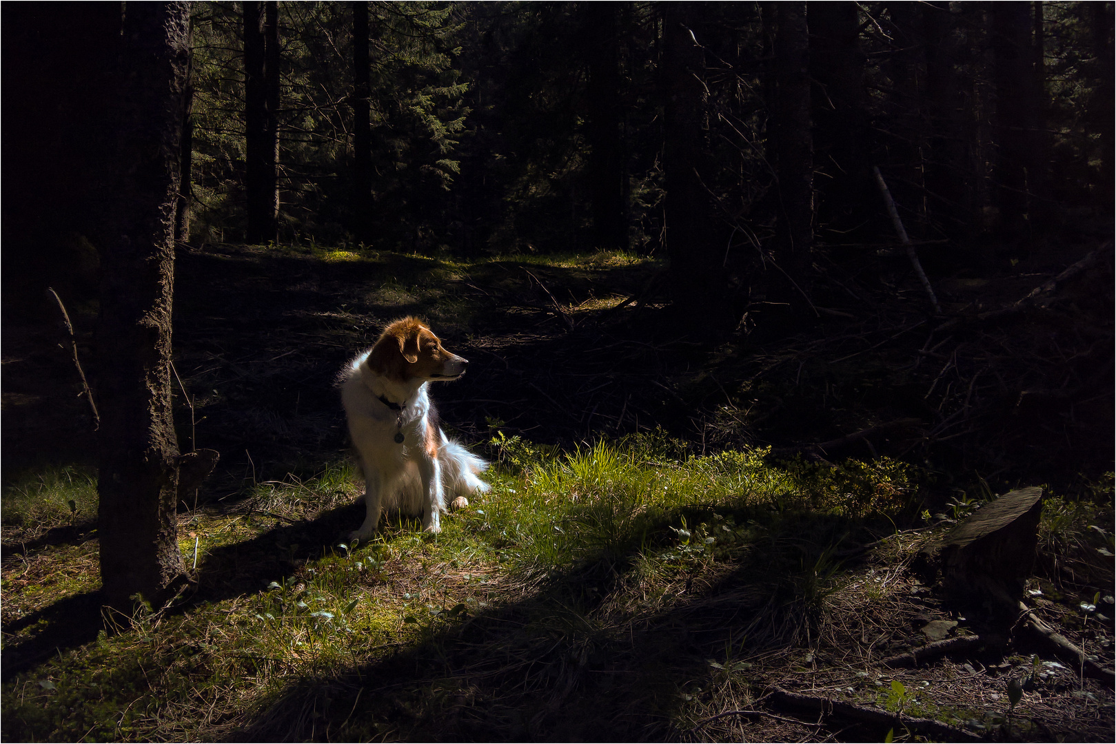 Im tiefen Wald