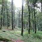 im tiefen Wald