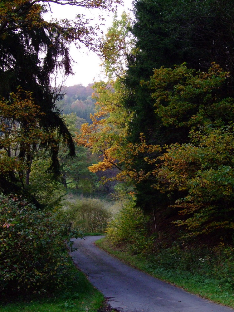 Im tiefen Wald