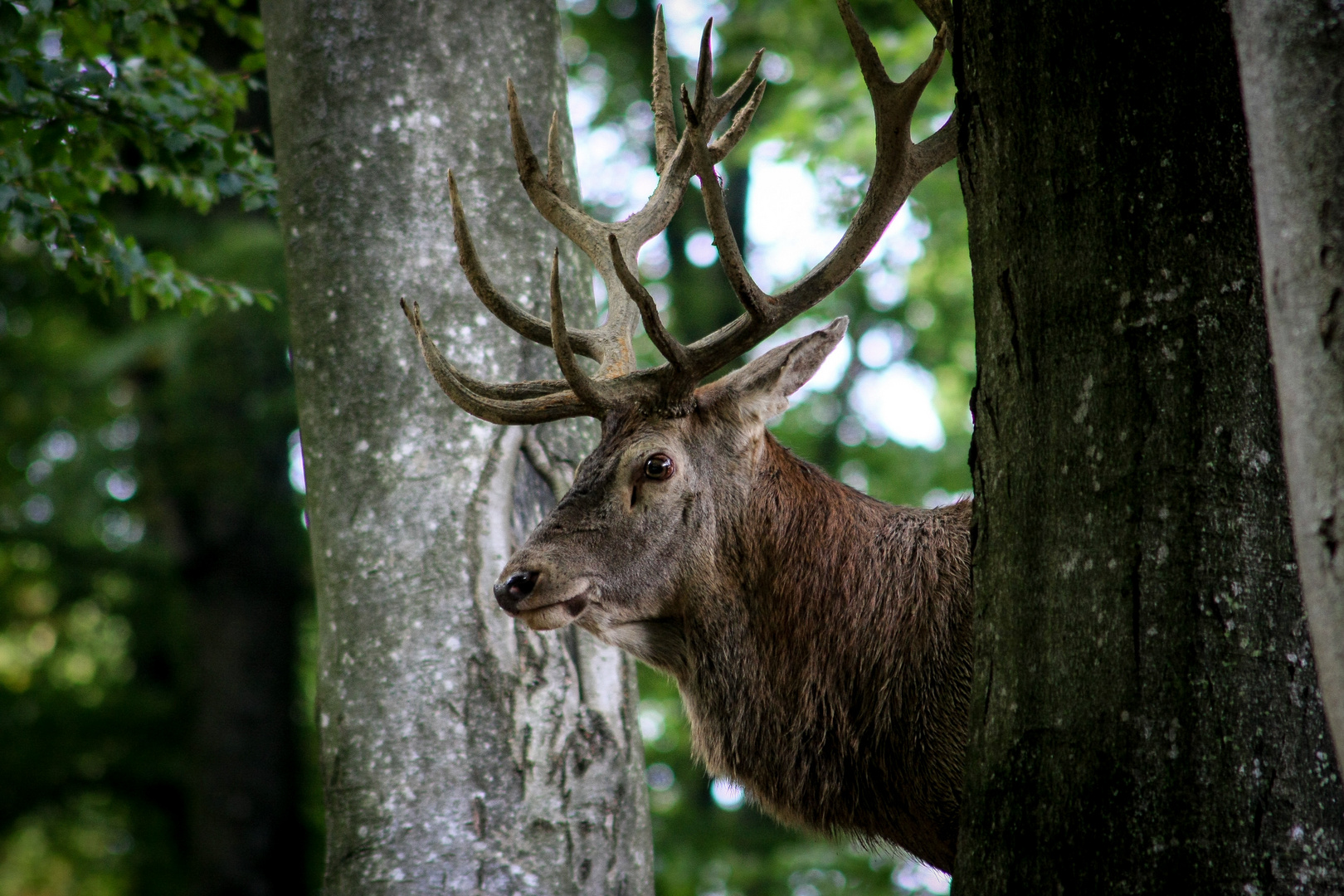 Im tiefen Wald