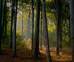 Im tiefen Wald der Granitz