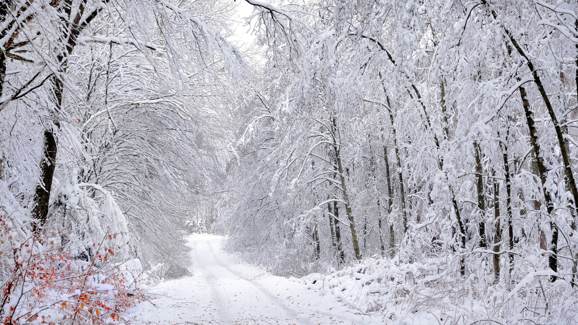 Im tiefen Winterwald...