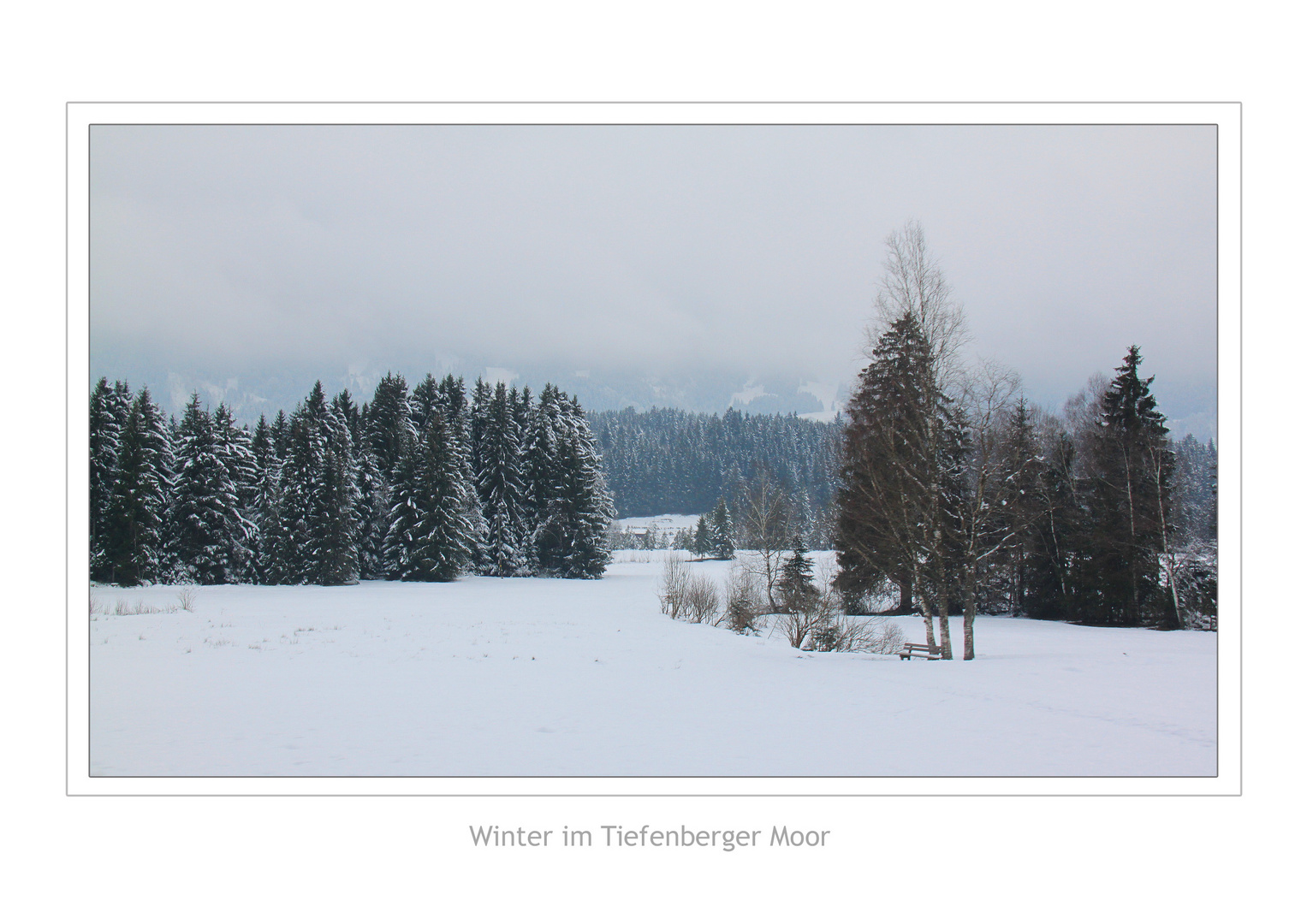 Im Tiefenberger Moor