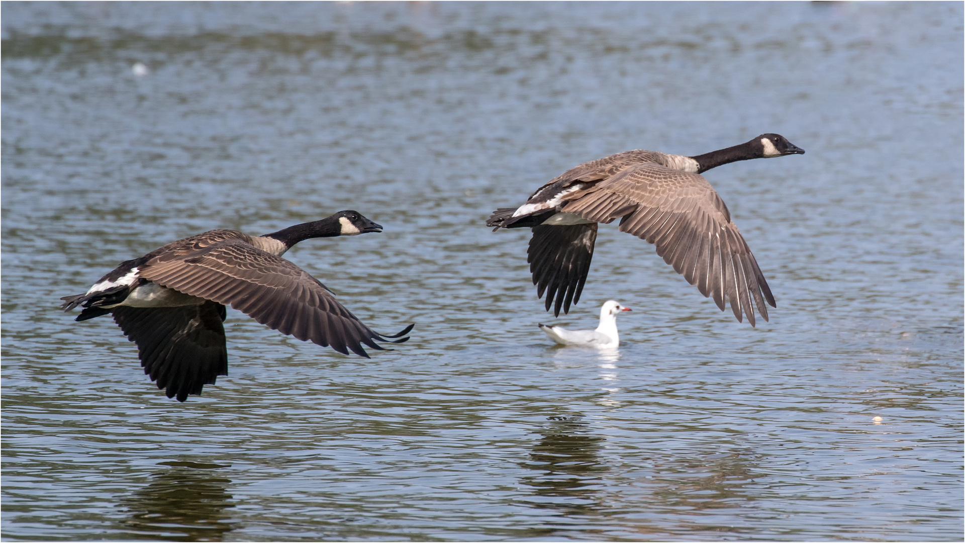 im Tiefflug.. Foto & Bild tiere, wildlife, wild lebende vögel