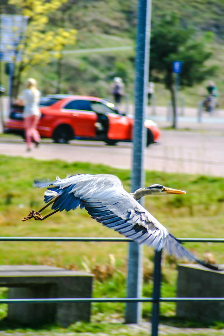 Im Tiefflug durch die Stadt