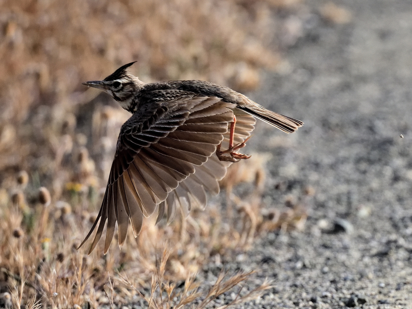 Im Tiefflug,  in low flight, en vuelo bajo!