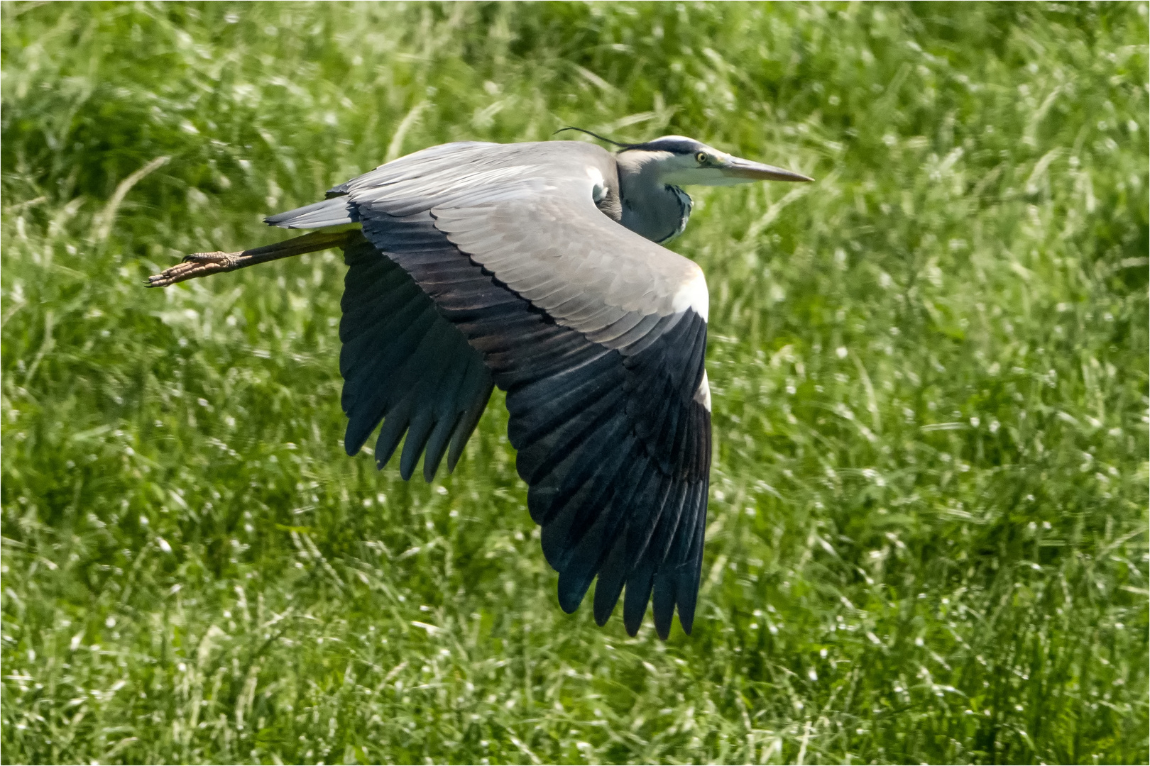 im Tiefflug über die Wiese  .....