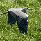 im Tiefflug über die Wiese  .....