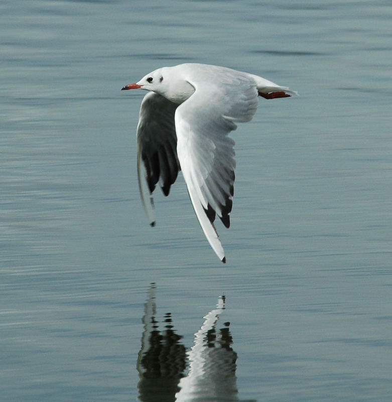 Im Tiefflug übern Bodensee ............