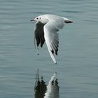 Im Tiefflug übern Bodensee ............