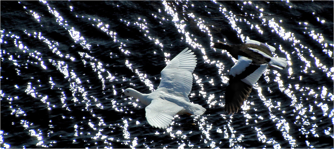 IM TIEFFLUG ÜBERS LICHTERMEER 2