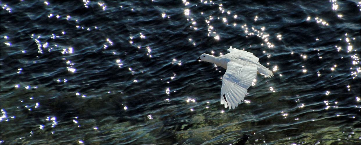 IM TIEFFLUG ÜBERS LICHTERMEER