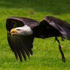 im Tiefflug (Weißkopfseeadler)