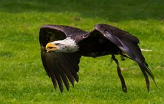 im Tiefflug (Weißkopfseeadler)