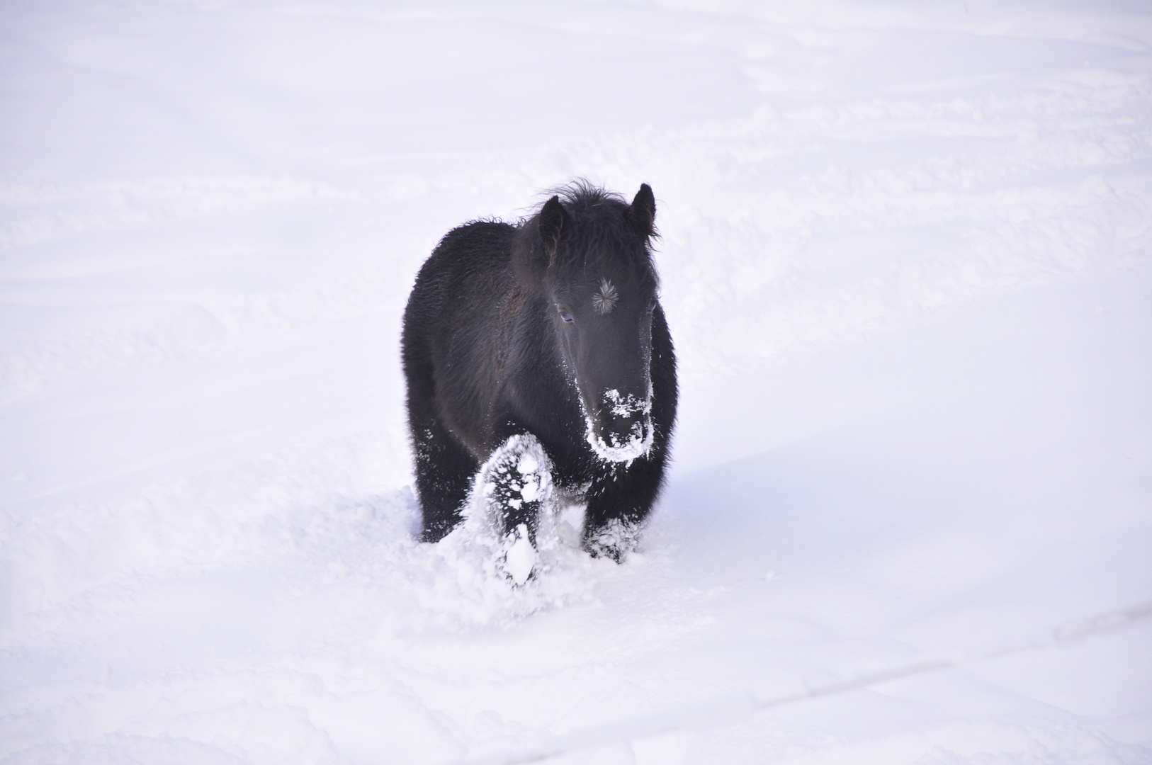 Im Tiefschnee