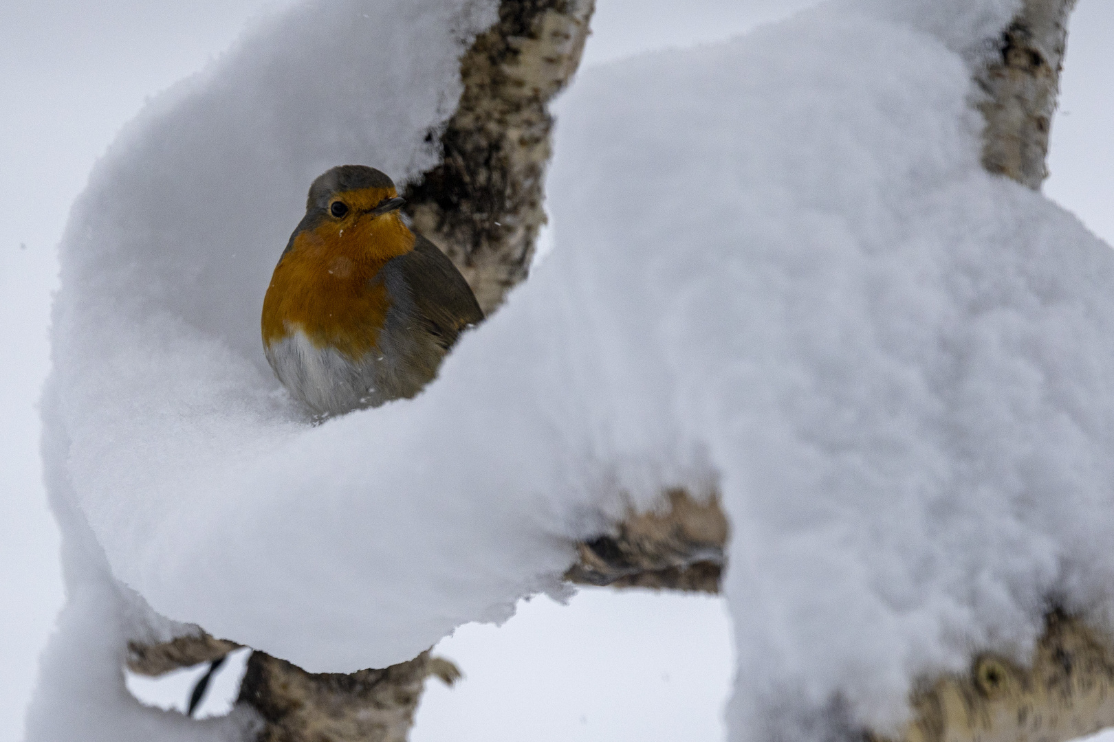 Im Tiefschnee