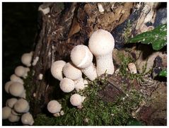 Im tiefsten Wald standen diese Pilze am Fuße einer toten Buche.