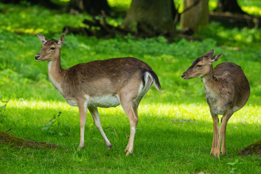 Im Tiergarten (3)