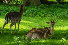 Im Tiergarten (4)