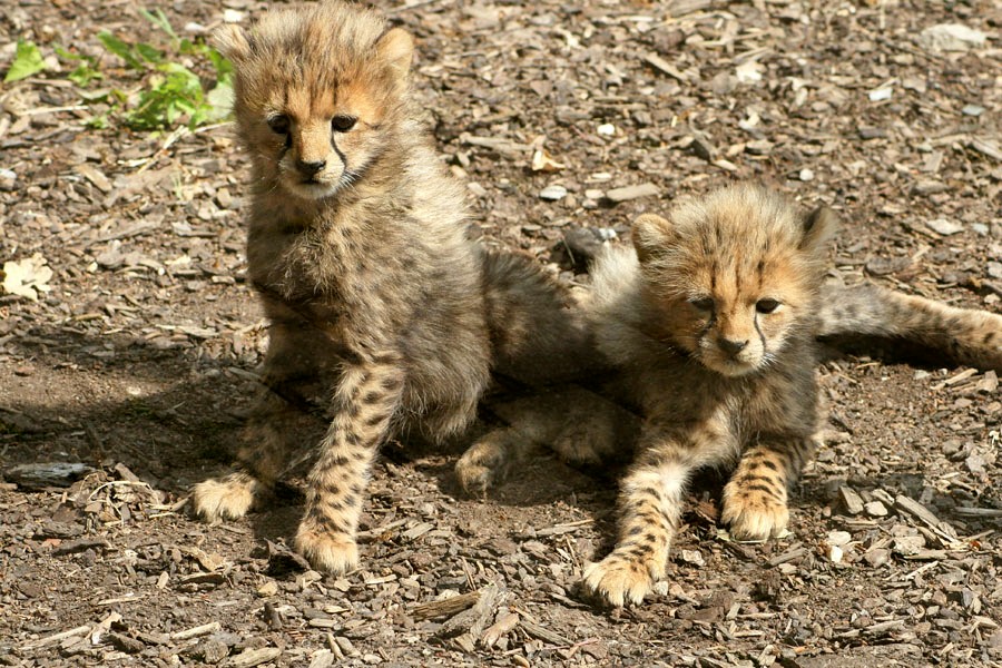 Im Tiergarten Bernburg