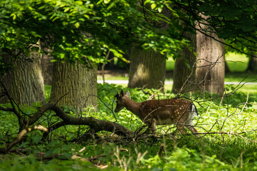 Im Tiergarten