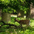 Im Tiergarten