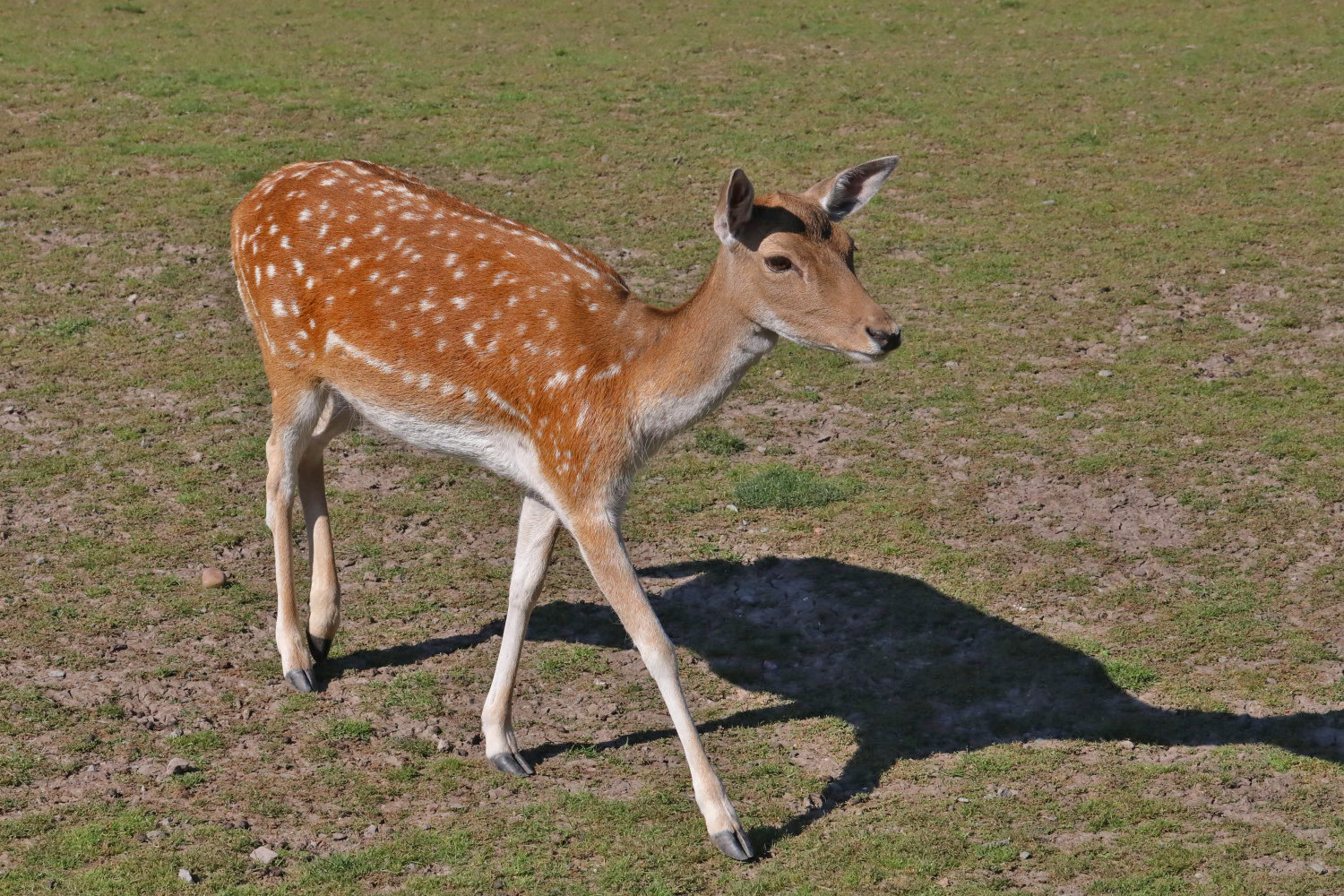 im Tierpark