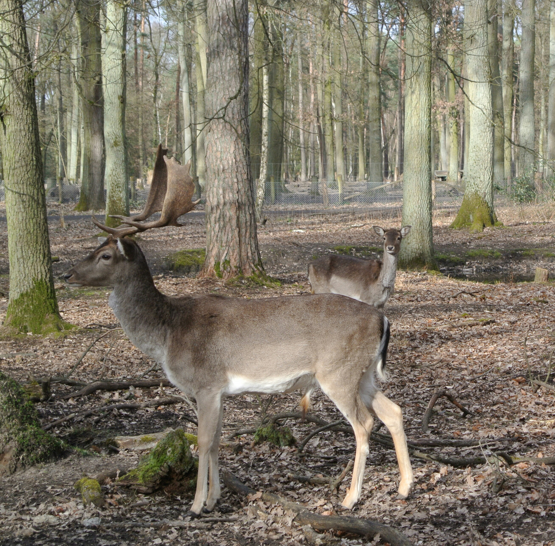 Im Tierpark