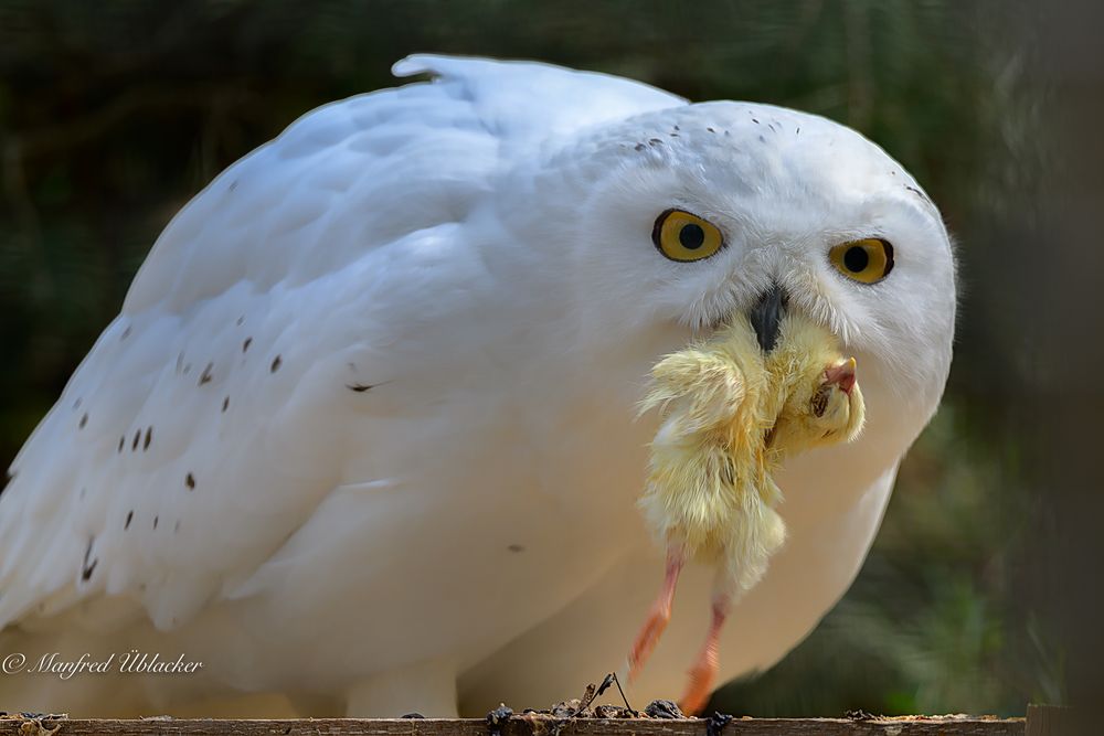 Im Tierpark ...