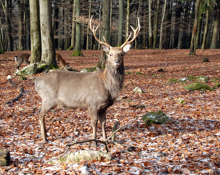 Im Tierpark