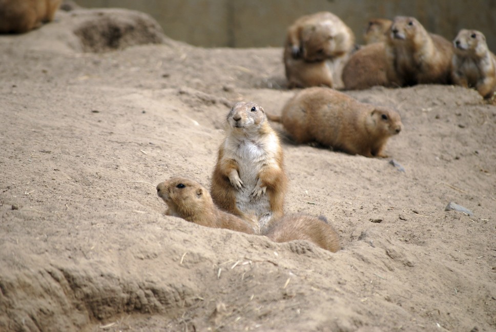 im Tierpark