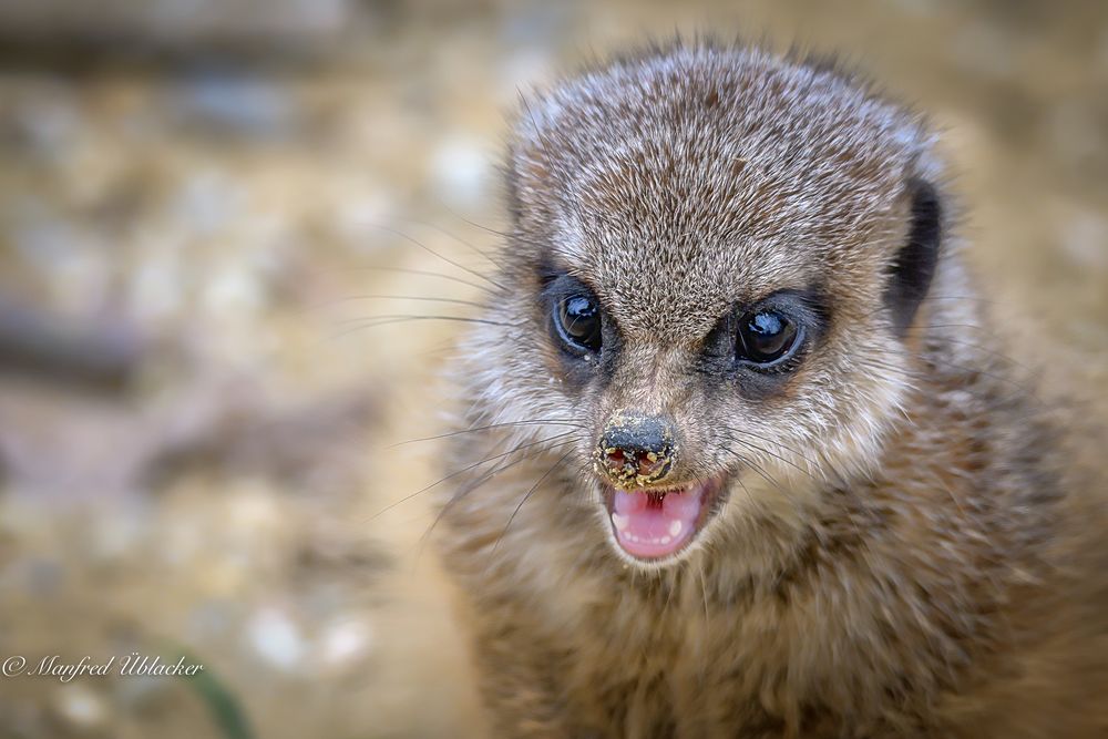 Im Tierpark ...