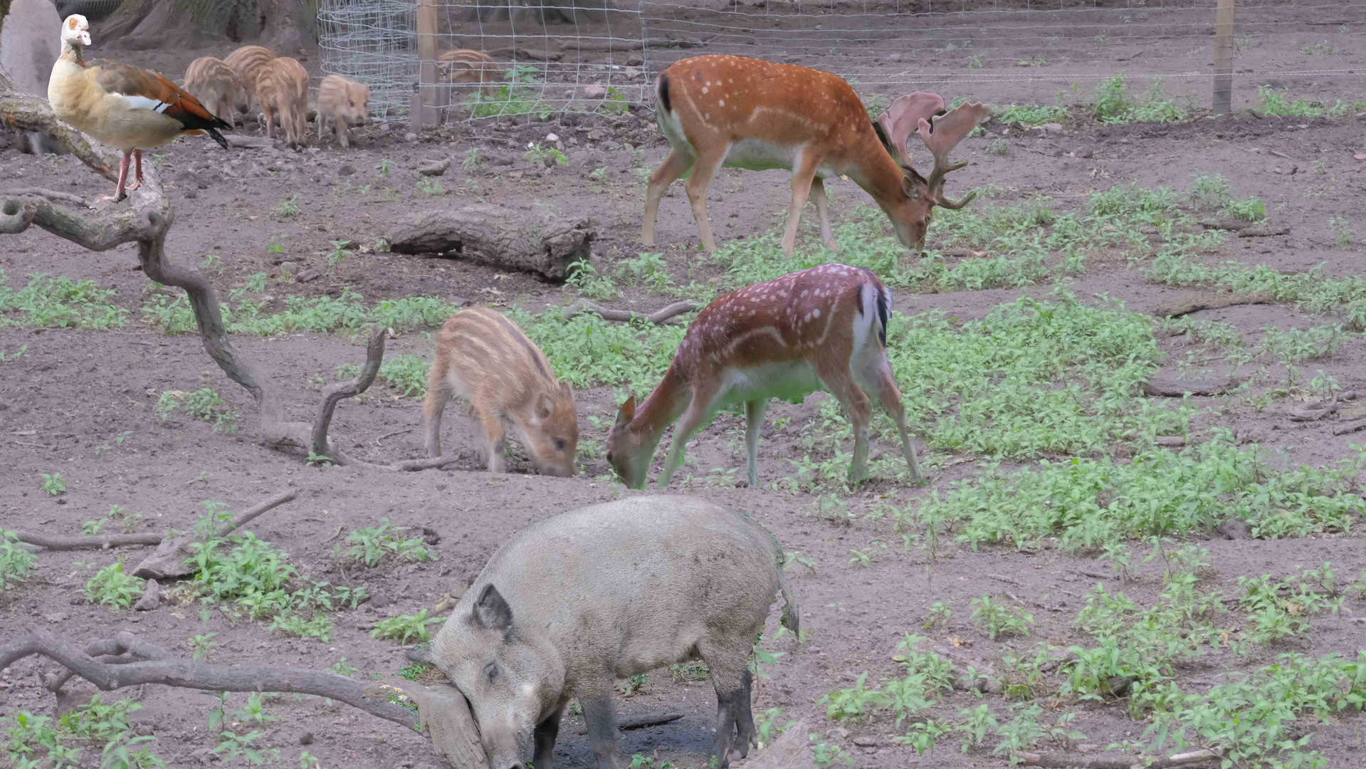 Im Tierpark