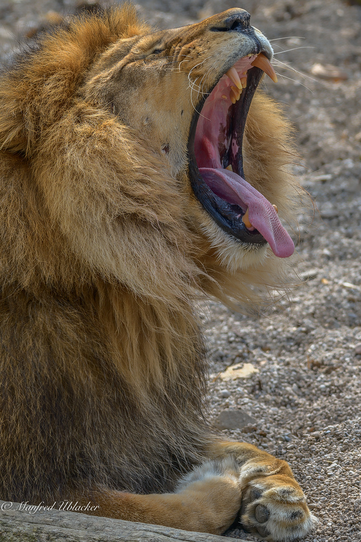 Im Tierpark ...