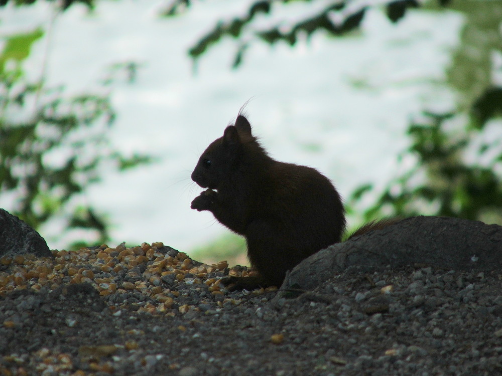 Im Tierpark