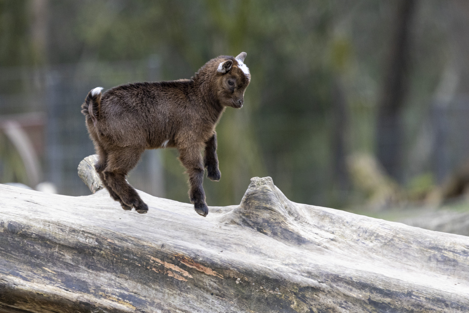 Im Tierpark