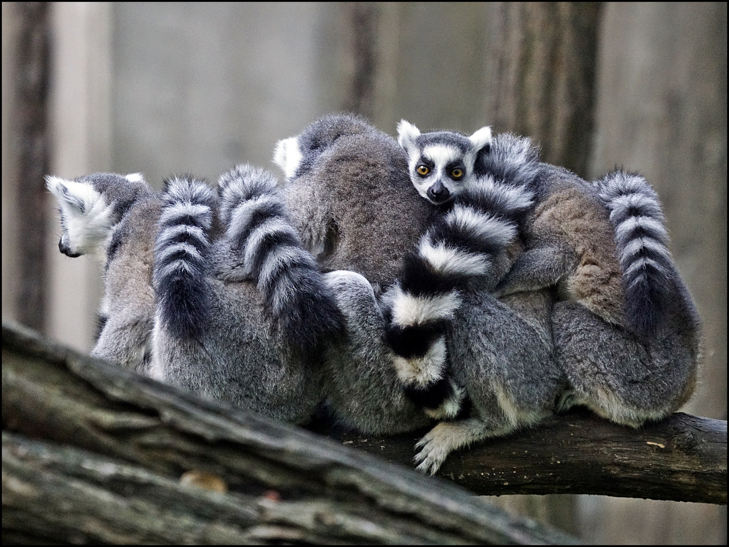 im Tierpark Cottbus