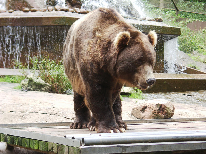 im Tierpark