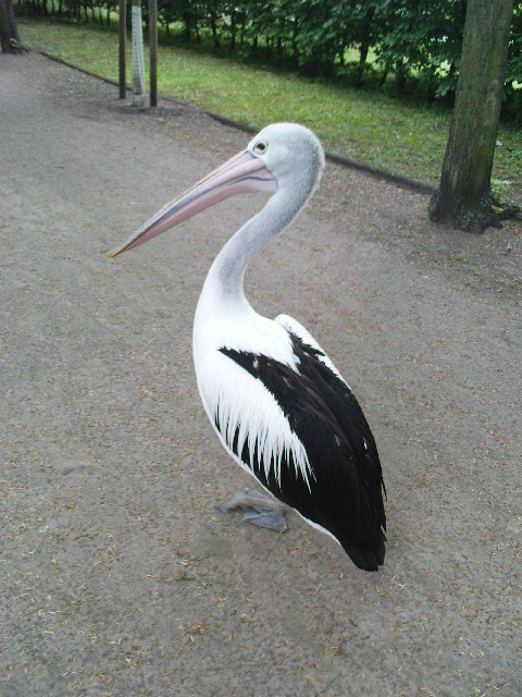 im Tierpark, ging neben mir spazieren:)