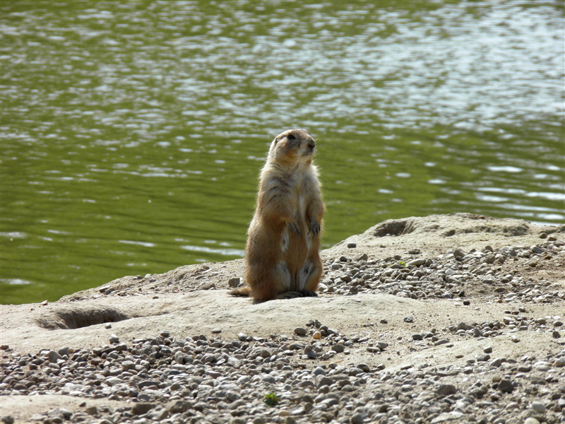 Im Tierpark Greifswald