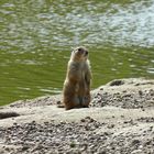 Im Tierpark Greifswald