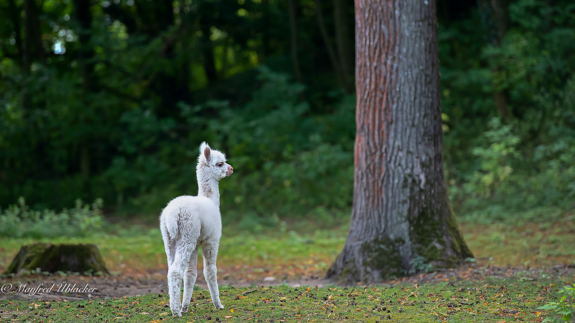 Im Tierpark Haag ...