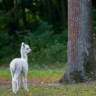 Im Tierpark Haag ...