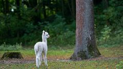 Im Tierpark Haag ...