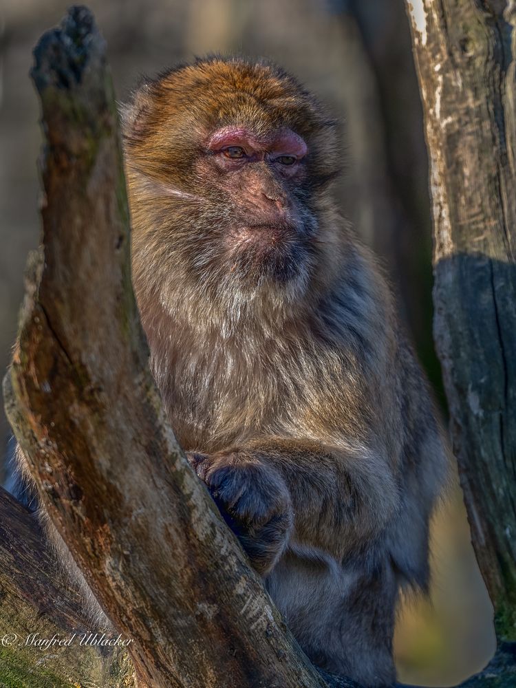 Im Tierpark Haag ...