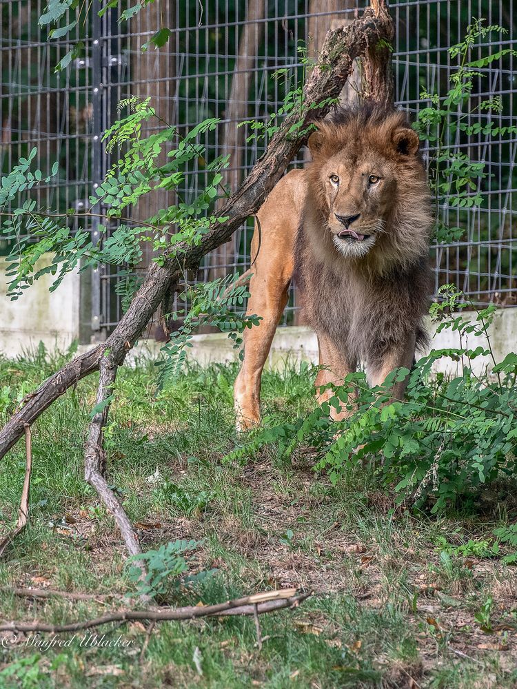 Im Tierpark Haag ...