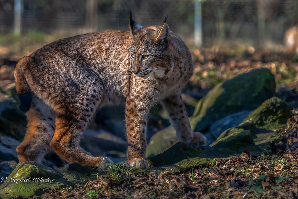 Im Tierpark Haag ...