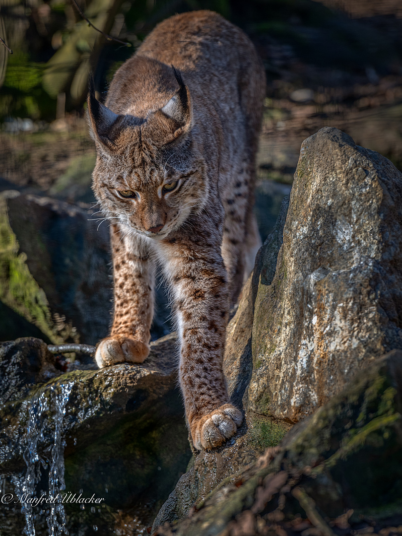 Im Tierpark Haag ...